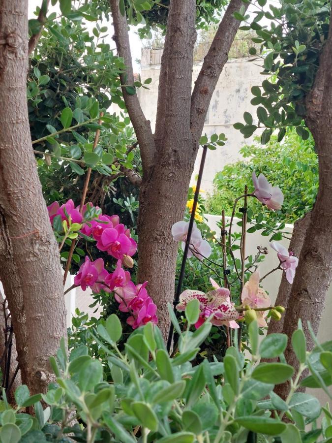 滨海雅尔丁Casa D' Avo Zeza公寓 外观 照片